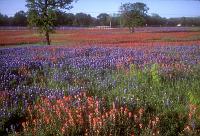 Bluebonnets & Paintbrush